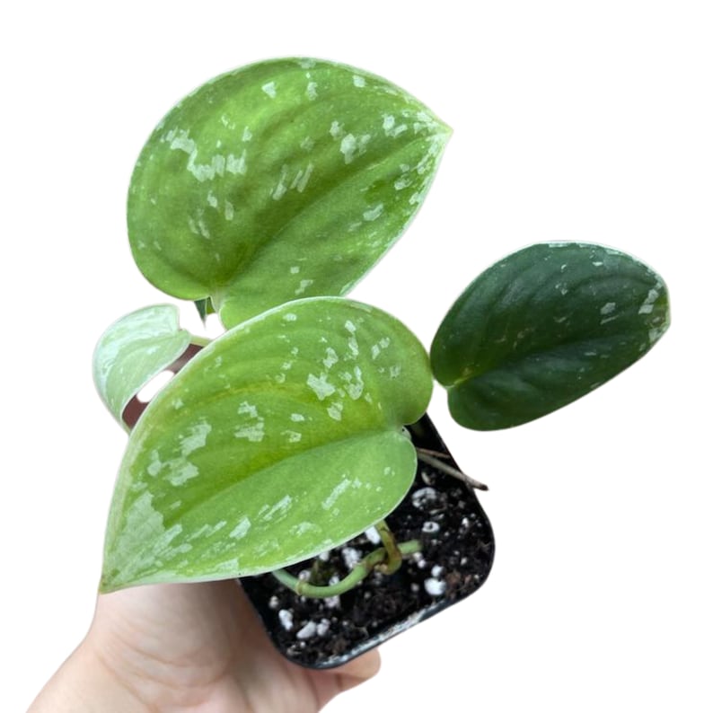 Silver Pothos Plant - Scindapsus Pictus Argyraeus - Indoor Low Light Houseplant - Easy Care Trailing Vine - Unique Silver Foliage