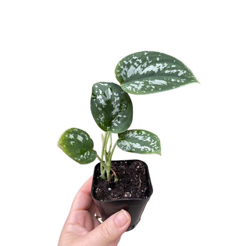 Silver Pothos Plant in 2" Pot - Scindapsus Pictus 'Argyraeus' - Silvery Satin Indoor Houseplant with Unique Variegation