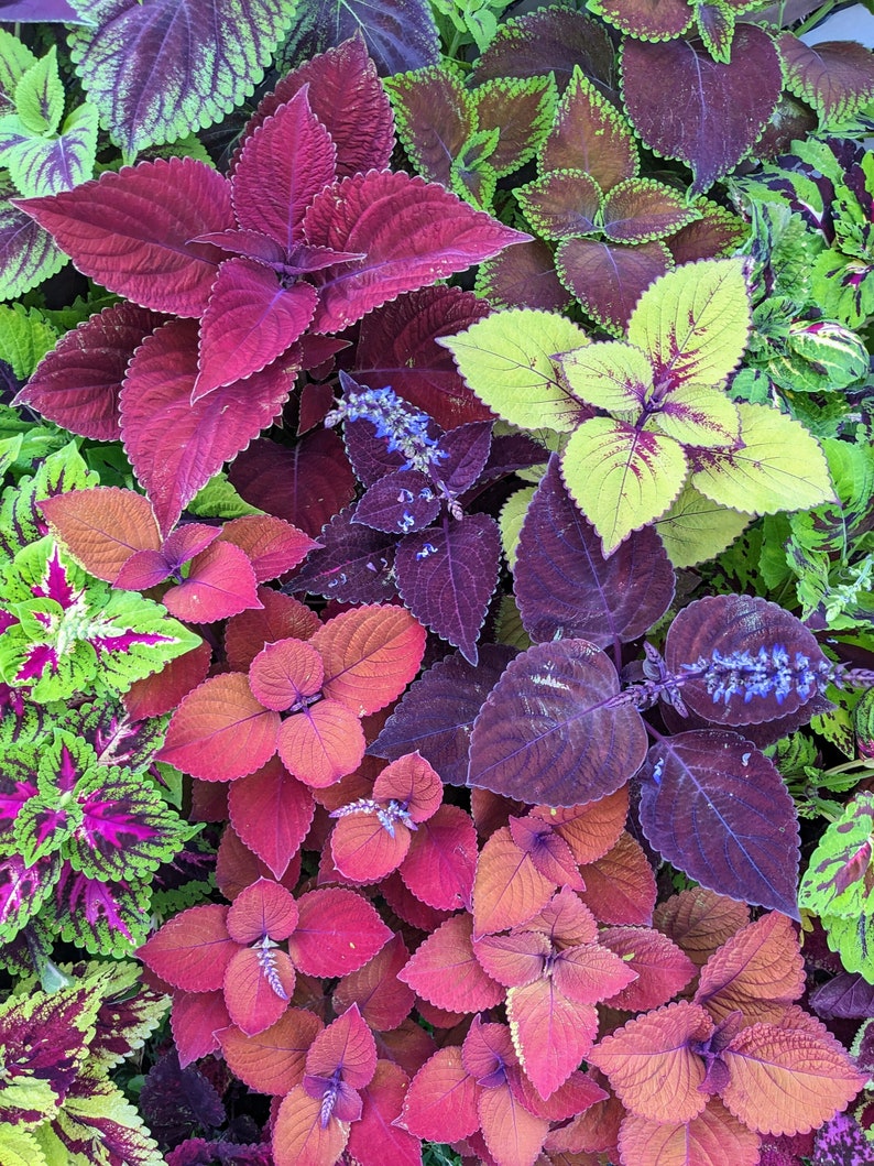 Coleus Seeds - Sunset Mix, Vibrant Ornamental Plant, Rare Non-GMO Seeds for Outdoors & Indoors, Solenostemon scutellarioides