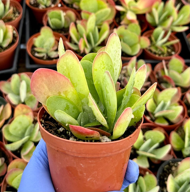 Flapjack Succulent 4" | Kalanchoe Luciae | Paddle Plant | Low-Maintenance Indoor Plant with Rosy-Red Edges