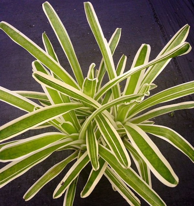 Bromeliad Plant Neoregelia Bossa Nova, Colorful Variegated Houseplant, Easy Care Indoor Foliage, Green with Cream Edges