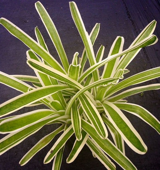 Bromeliad Plant Neoregelia Bossa Nova, Colorful Variegated Houseplant, Easy Care Indoor Foliage, Green with Cream Edges