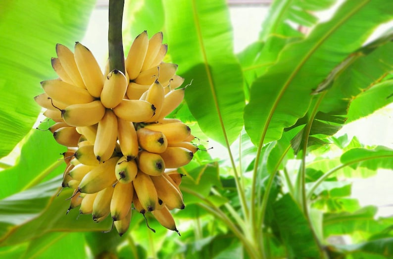 Dwarf Orinoco Banana Live Starter Plant - Musa itinerans - Sweet, Hardy, Tropical Banana for Home Gardens and Containers