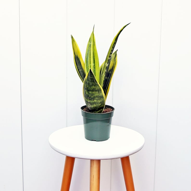 Sansevieria Golden Flame Snake Plant 4” Pot | Indoor Low Light Houseplant | Gift for Birthday, Christmas, Co-Worker | Sansevieria