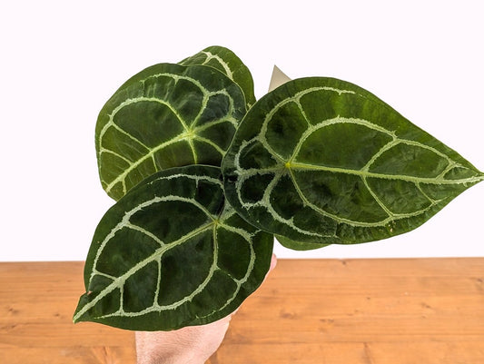 Anthurium Forgetii White Stripe 4 Inch Pot Live Houseplant - Tropical Indoor Plant (Anthurium forgetii) - Rare Aroid