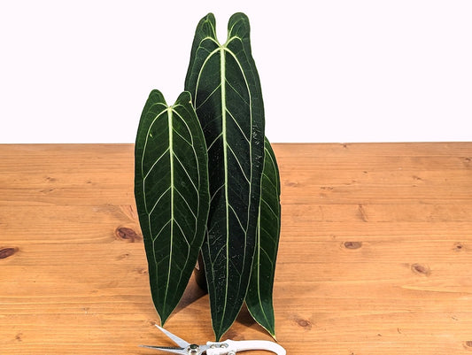 Anthurium Warocqueanum Queen Plant - 2+ Leaves 6-12" - Tropical Indoor Houseplant - Anthurium waroqueanum