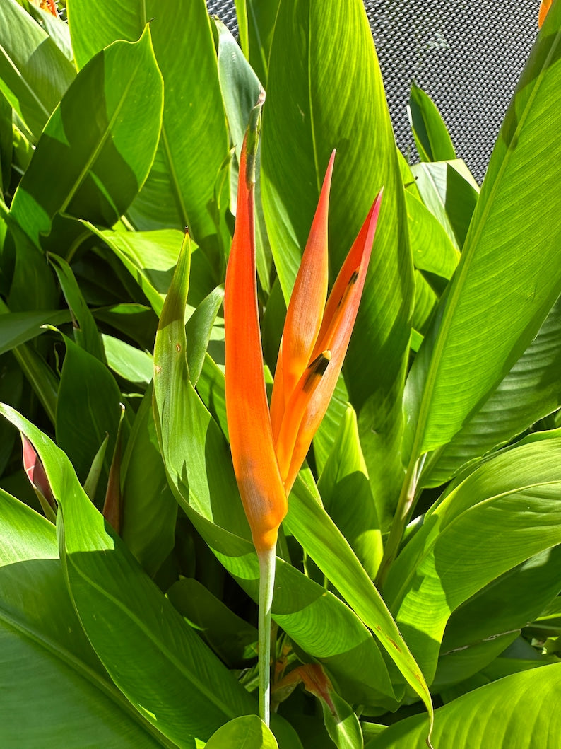 Heliconia Rhizome - Parakeet Flower - Heliconia Psittacorum - Tropical Ornamental Plant for Zones 11-12