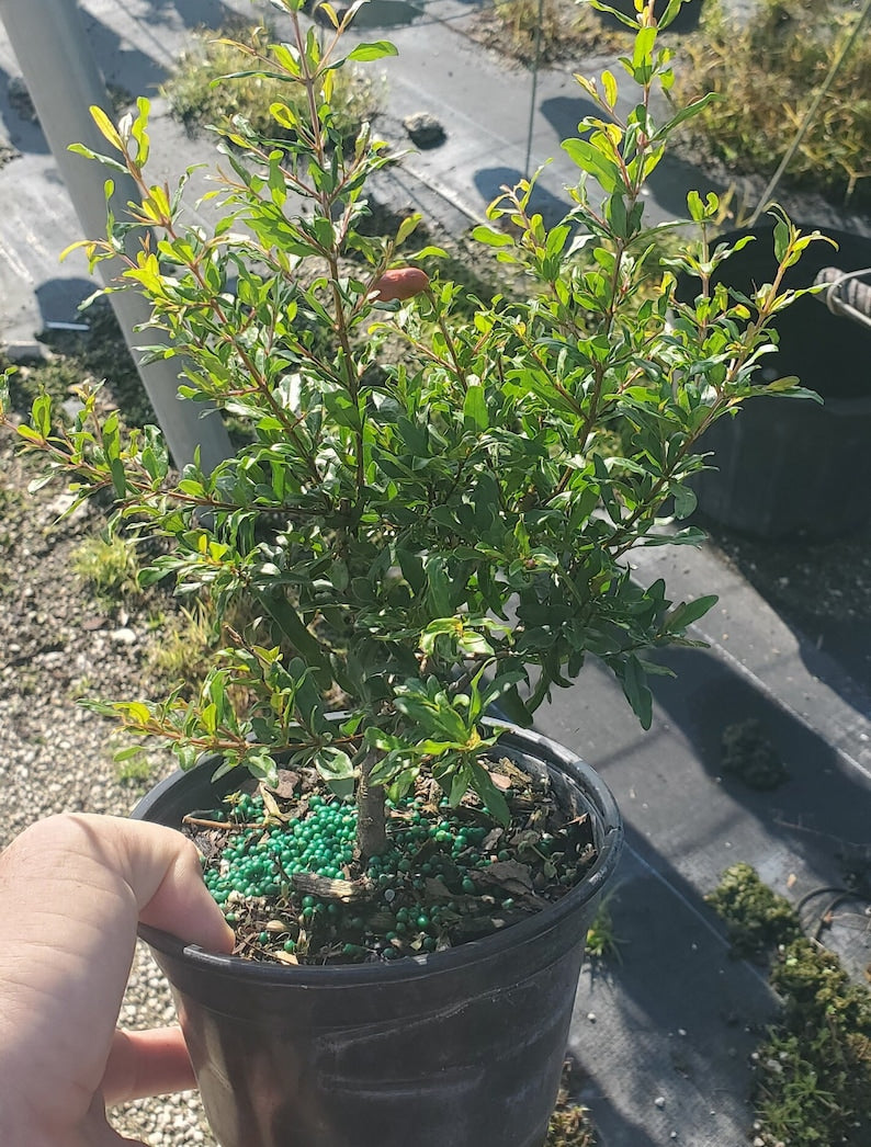 Dwarf Pomegranate Bonsai Start - Live Plant - Punica granatum “Nana” - Outdoor Grown - Minor Blemishes May Be Present
