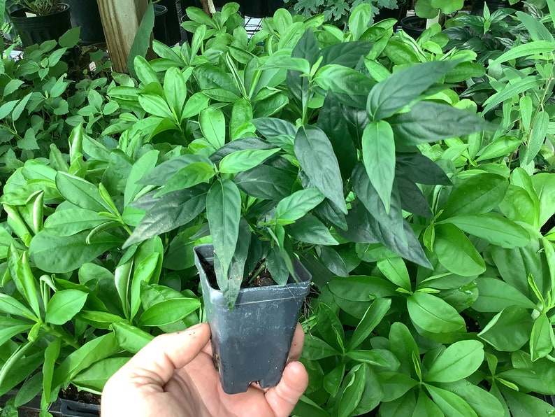 Justicia Pectorialis Plant in 2.5" Pot - Piri Piri, Tilo, Basam - Hardy Perennial for Tea & Medicinal Uses