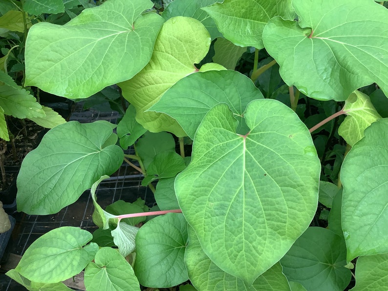 Rootbeer Plant - 2.5" Live Hoya Santa - Piper auritum - Tropical Perennial with Culinary Uses - Free Shipping Over $35