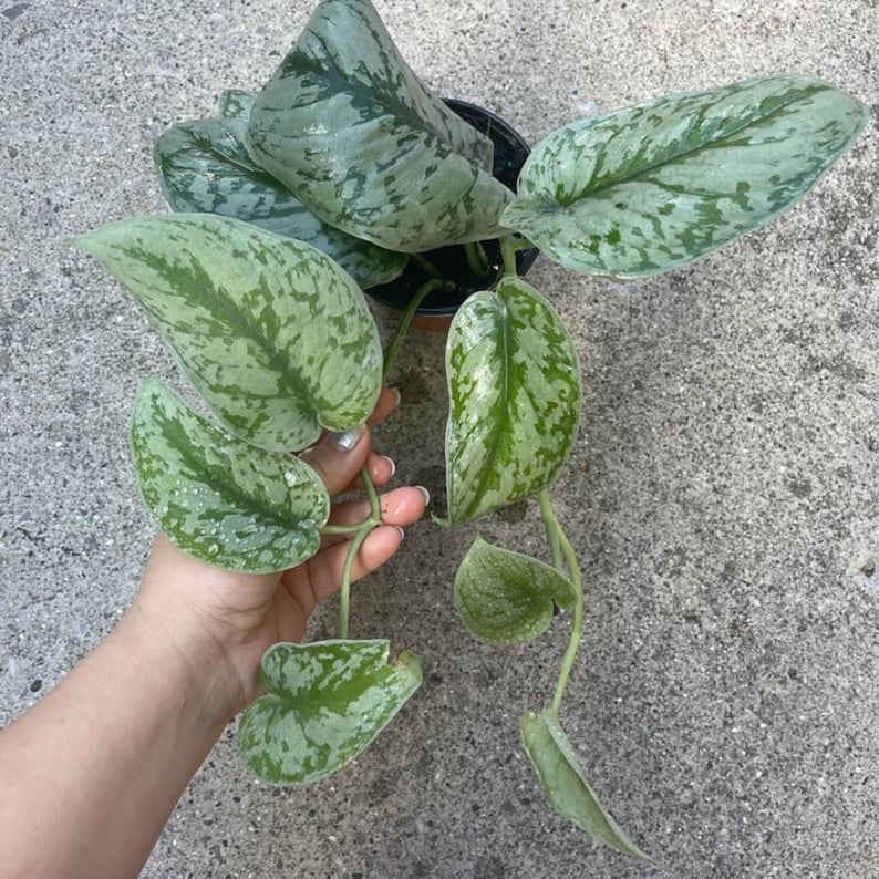 Large Satin Pothos Plant - Scindapsus pictus 'Exotica' - Rare Vining Indoor Plant with Variegated Satin Leaves