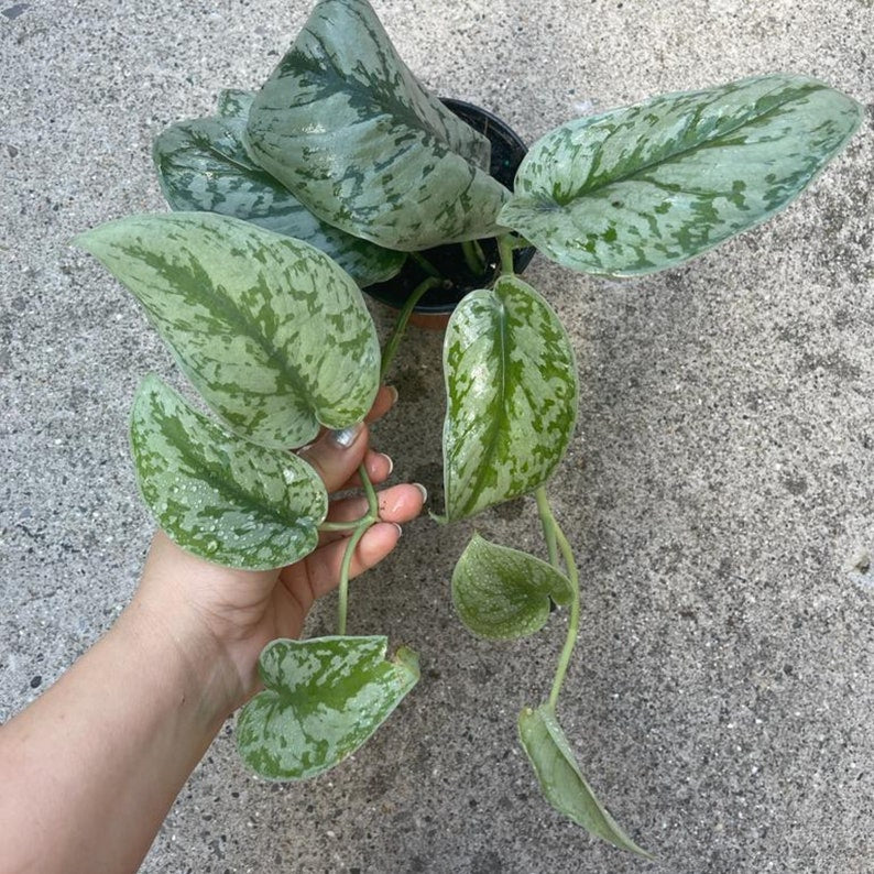 Scindapsus Pictus Exotica Plant - Large Satin Pothos - Rare Indoor Houseplant - Scindapsus pictus 'Exotica'