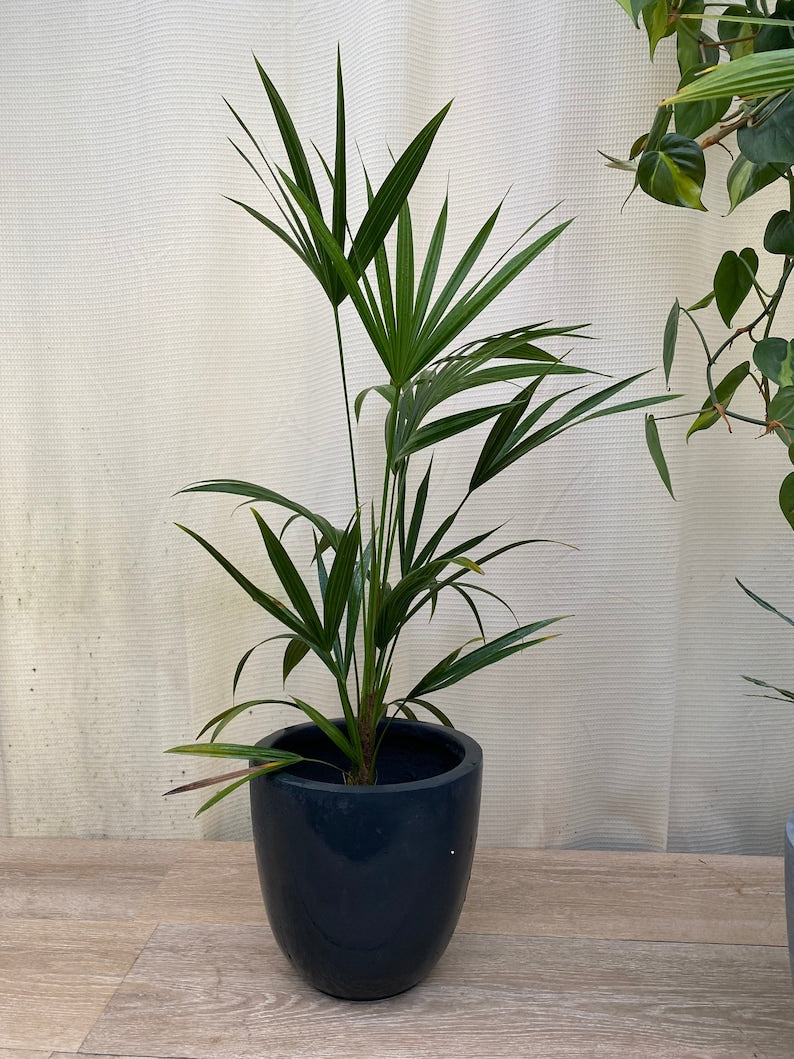 Florida Thatch Palm Plant - Indoor/Outdoor, Rare Tropical Variety, Thrinax radiata - Easy Care, Air-Purifying Houseplant
