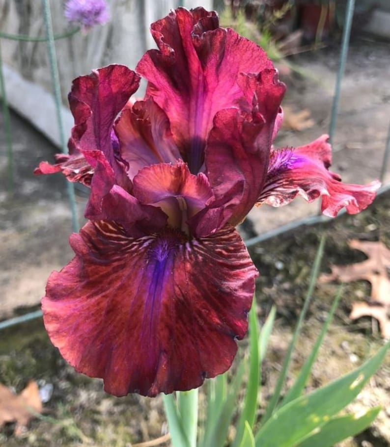 Tall Bearded Iris Rhizome - Bounce Variety, Fragrant Garnet & Amethyst - Preorder Fall 2025 - Iris germanica