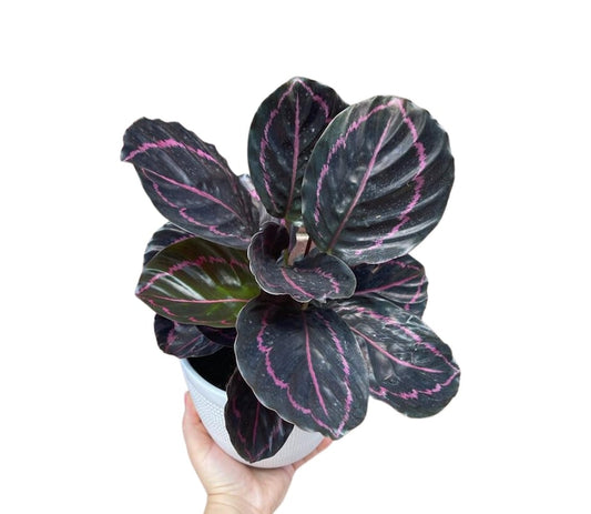 Calathea Roseopicta Dottie Plant - 4" Pot - Rose Painted Calathea - Non-Toxic Houseplant - Calathea roseopicta
