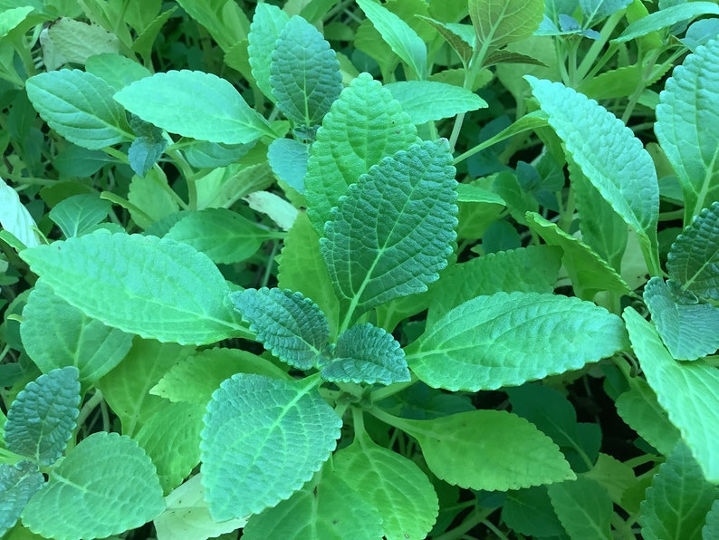 Chinese Potato Plant, 2.5" Pot, Potato Mint, Plectranthus rotundifolius, Edible Perennial Herb, Easy to Grow