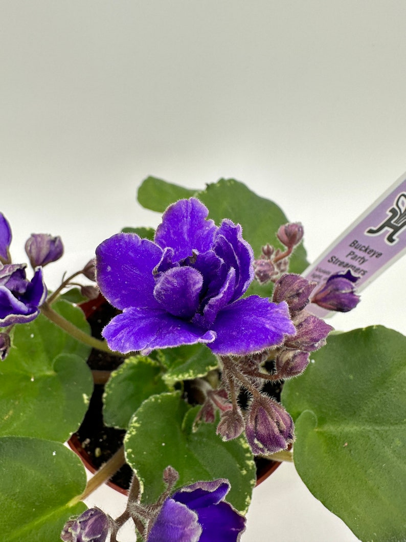 Live African Violet 4" Plant - Buckeye Party Streamers - Saintpaulia - Blooming Indoor Houseplant for Home Decor