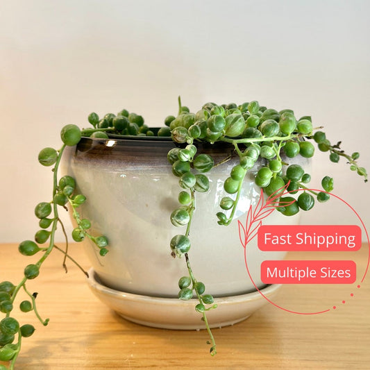 Beige Sand Glazed Planter Pot with Saucer | Ceramic Indoor Flower Pot | Drainage for Houseplants | 4", 5", 6" Sizes