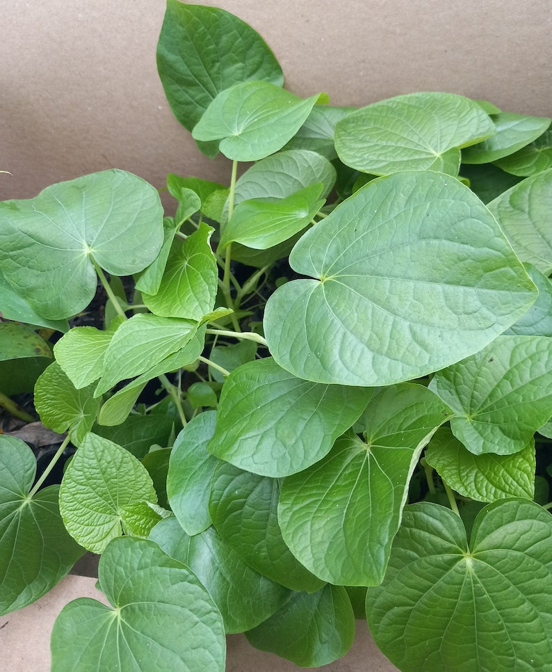 Piper Umbellatum Live Starter Plant 4-6 Inch "Pariparoba" Pesticide-Free Non-GMO - Brazilian Succulent Herbaceous Plant