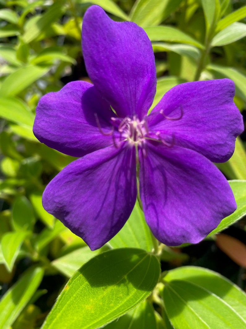 Princess Flower Plant 2.5" Pot Tibouchina urvilleana Purple Blooming Perennial
