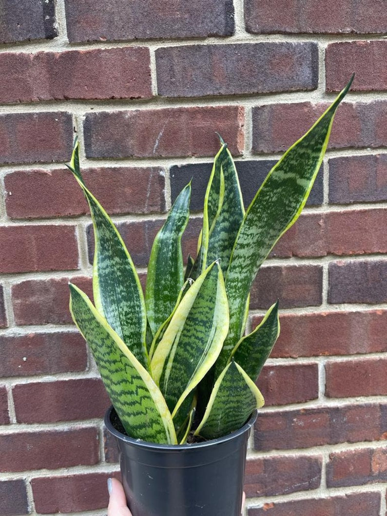 Snake Plant 6" Pot Sansevieria Laurentii Indoor Plant | Mother-In-Law's Tongue | Drought-Tolerant Succulent Plant