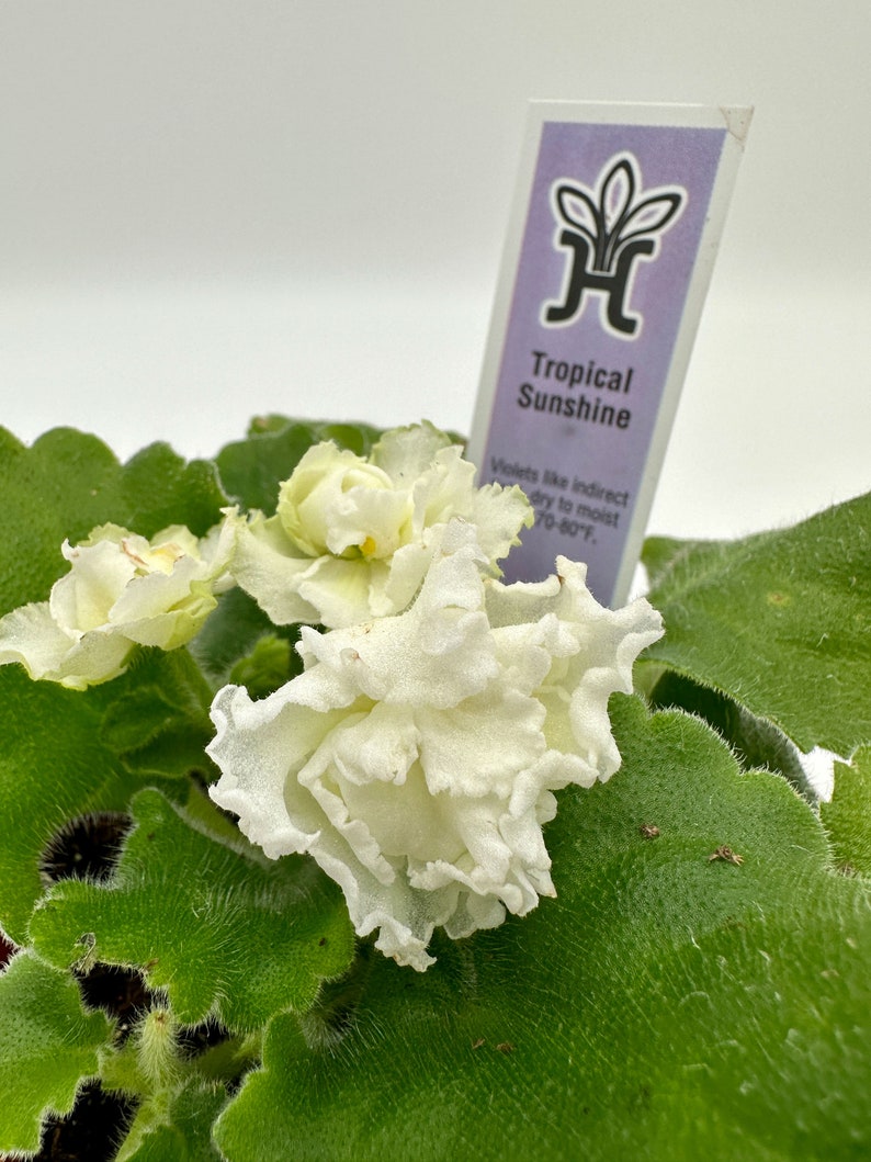 Live African Violet Plant 4" - Tropical Sunshine Variety - Saintpaulia Ionantha - Flowering Indoor Houseplant
