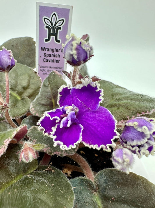 African Violet Plant 4" - Wrangler's Spanish Cavalier - Live Blooming Houseplant - Saintpaulia