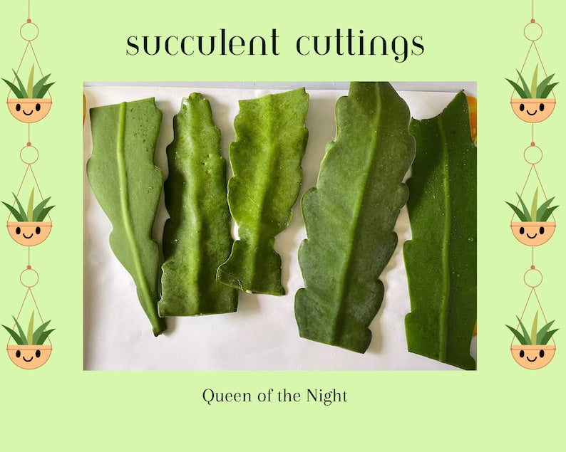 Queen of the Night Succulent Cuttings Set of 5 - Rare Epiphyllum oxypetalum for Indoor Gardens and Propagation