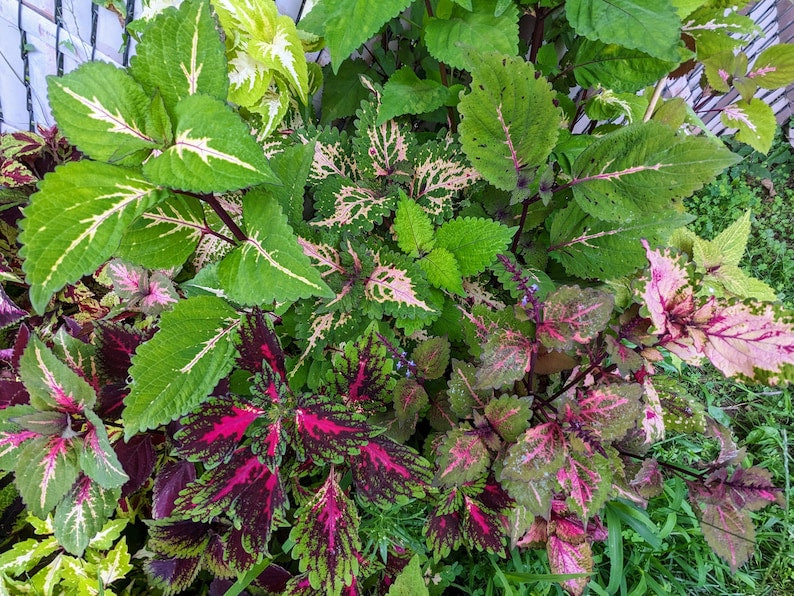 Coleus Seeds - 30 Pack Soap Bubble Mix, Vibrant Ornamental Plant, Rare Non-GMO Seeds for Indoor/Outdoor Gardening, Solenostemon