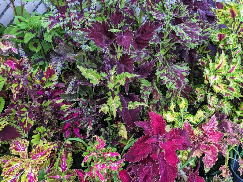 Coleus Seeds Packet - Oak Mix Variety, Vibrant Ornamental Plants, Rare Non-GMO Seeds for Indoor & Outdoor Gardening, Solenostemon