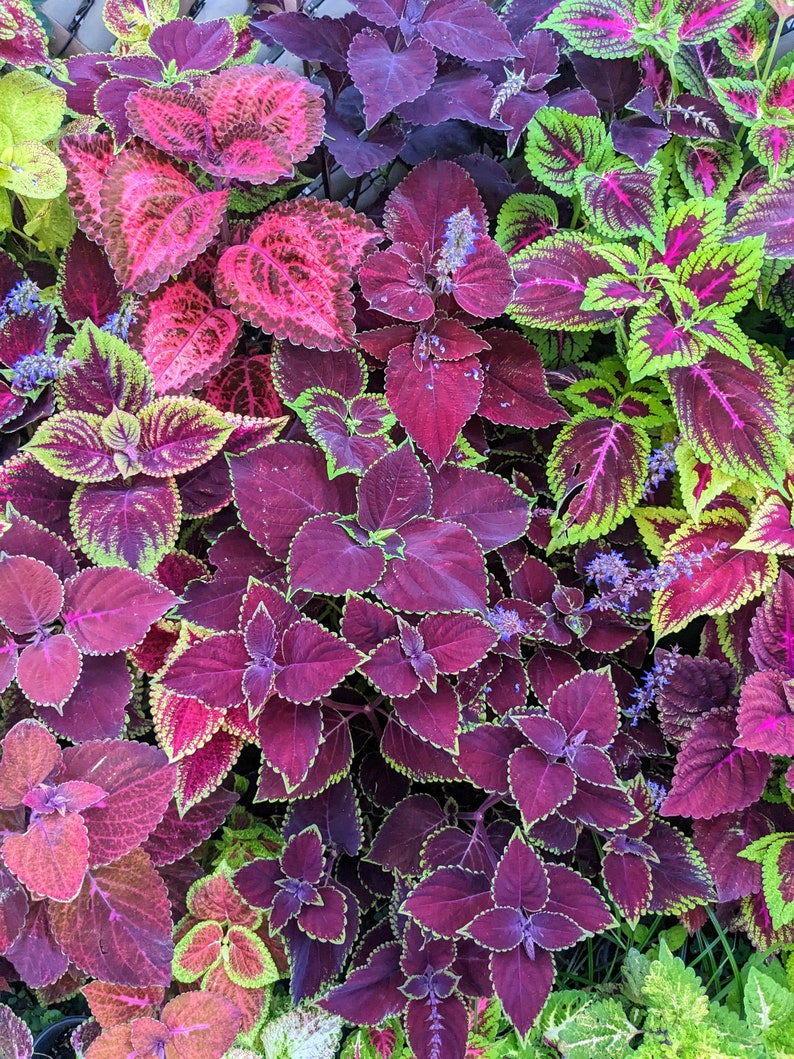 Coleus Seeds - Merlot Mix - Vibrant Ornamental Plant - Solenostemon scutellarioides - Rare Non-GMO Seeds for Indoors & Outdoors