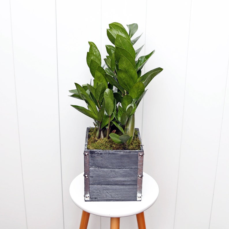 Live 6" ZZ Plant in Wooden Gift Pot, Zamioculcas Zamiifolia, Unique Housewarming Gift, Low Maintenance Indoor Plant