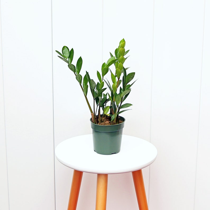 Live ZZ Plant 6" Pot - Zamioculcas Zamiifolia - Unique Housewarming & Office Gift - Low Maintenance Indoor Plant