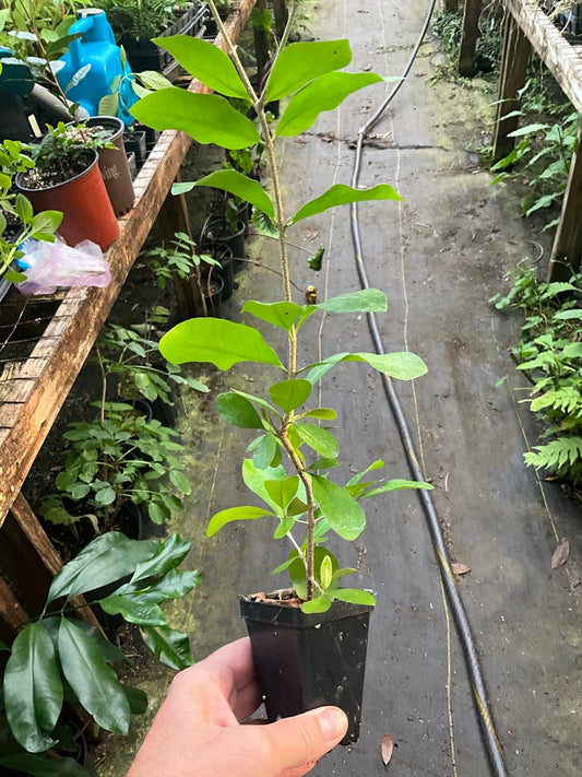 Acerola Cherry Plant - 2.5” Pot - Malpighia glabra - Barbados Cherry - Tropical Fruit Plant for Garden or Container