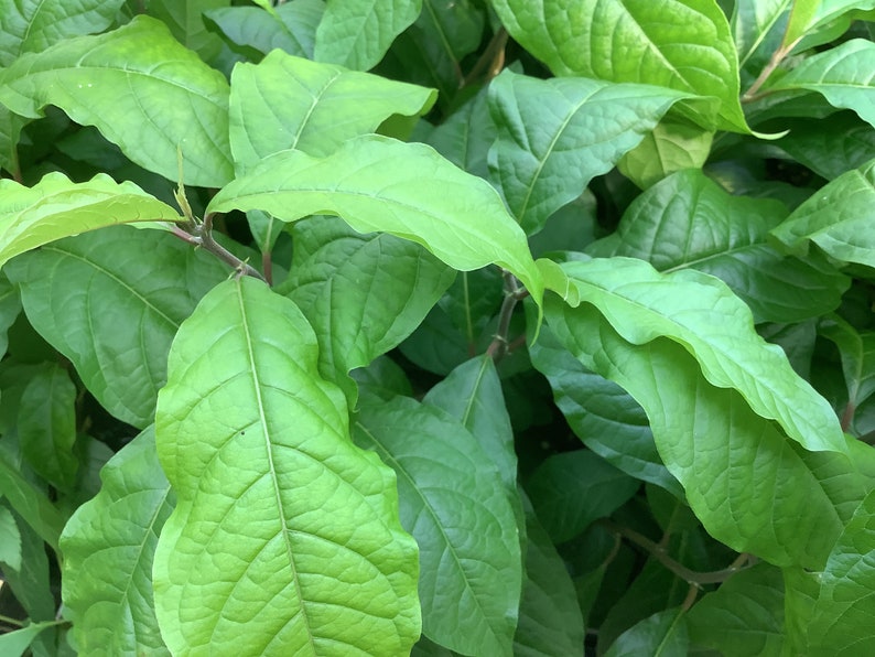Anamu Plant in 2.5" Pot, Guinea Henweed, Mucura, Petiveria alliacea - Perennial Herbal Medicinal Plant for Home Garden