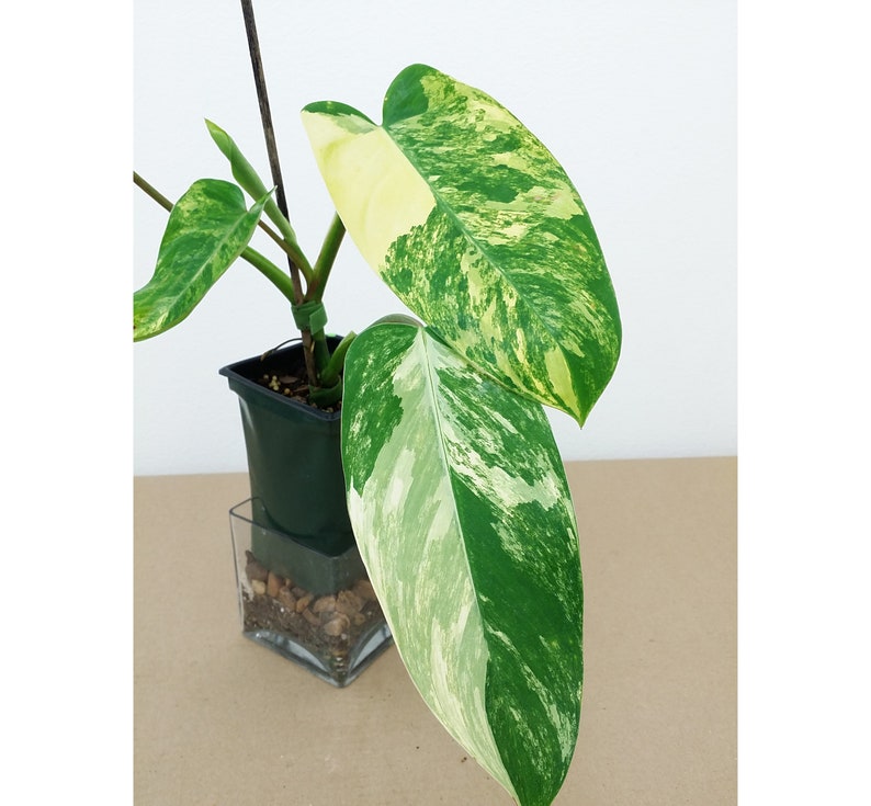 Rare Variegated Philodendron 4" Pot 'Horne Royal Queen' Variegata - Philodendron 'Jerry Horne Royal Queen Variegata'
