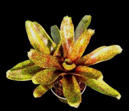 Bromeliad Plant Neoregelia Mo Peppa | Colorful Tropical Houseplant | Easy Care Indoor Plant | Exotic Foliage Decor