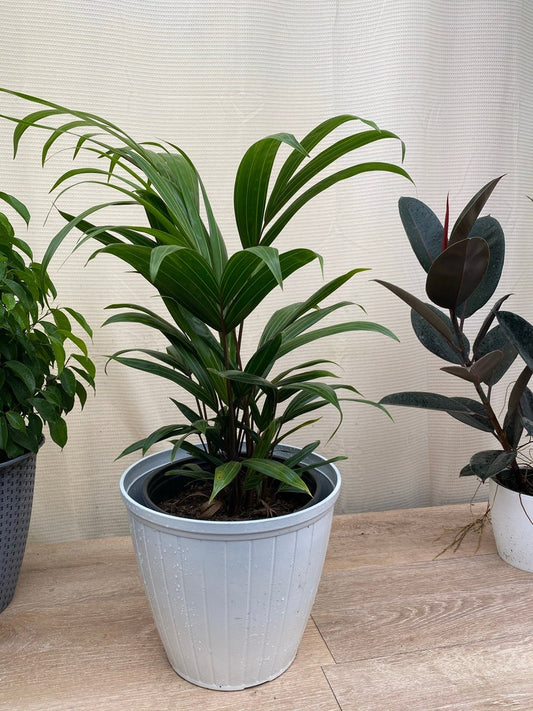 Cabada Palm Plant - 6 Inch Pot - Exotic Tropical Indoor/Outdoor - Dypsis cabadae - Air Purifying, Easy Care, Unique Green Trunks