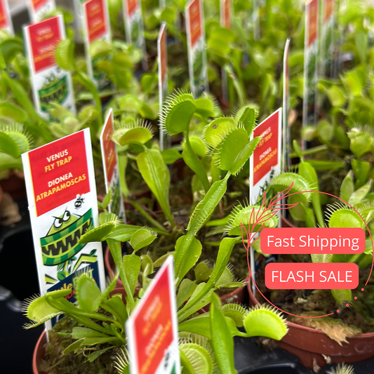 Venus Flytrap Plant | 2" Starter Plant | Dionaea Muscipula | Carnivorous Houseplant | Rare Gift for Plant Lovers