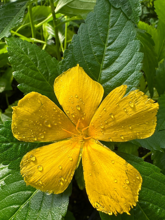 Yellow Buttercup Plant in 2.5" Pot - Yellow Alder, Turnera ulmifolia - Hardy Perennial for Warm Zones 8B-11, Free Shipping Over $35