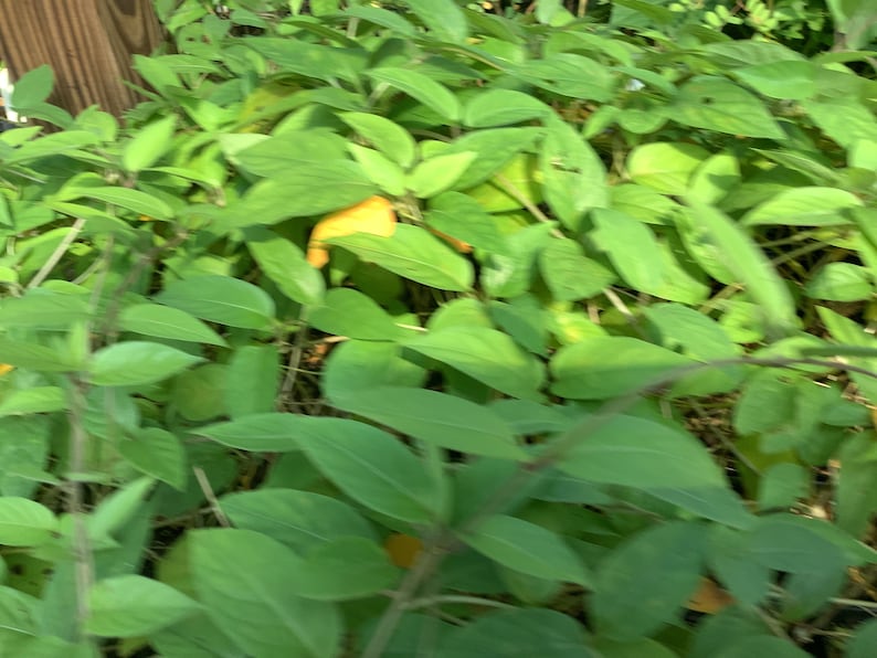 Skunk Vine Live Plant in 2.5” Pot - Fever Vine, Edible Herb, Paederia foetida - Perfect for Containers, Invasive Caution