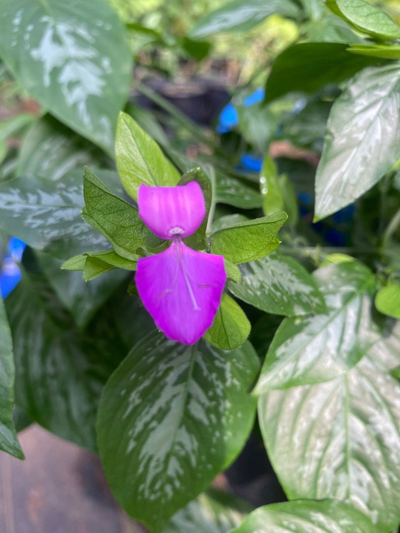 Magenta Plant, 2.5" Pot, Dicleptera tinctoria, Shade-Loving Perennial, Edible Dye Plant, Unique Houseplant