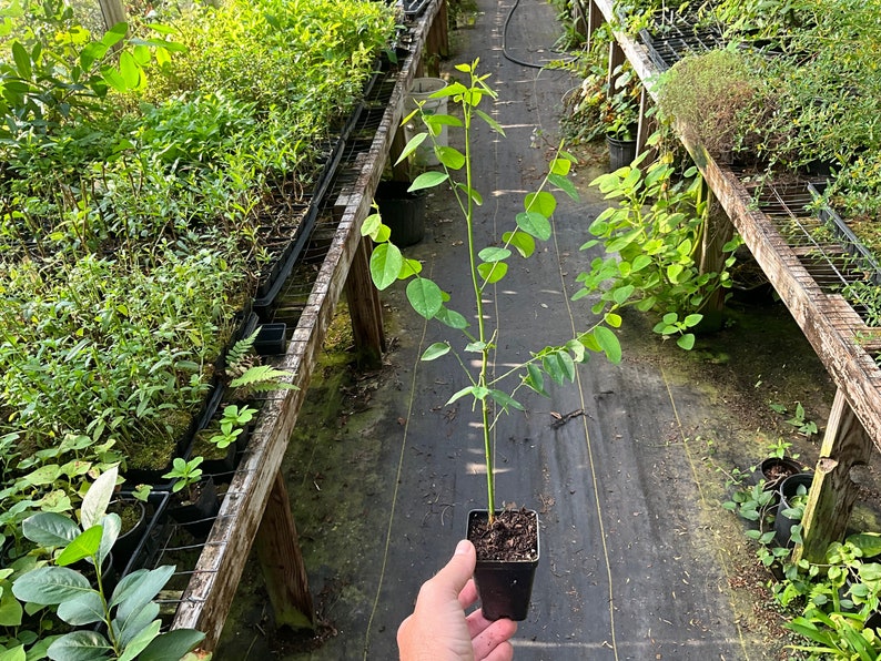 Katuk Plant in 2.5" Pot, Sweetleaf Bush, Asparagus Tree, Sauropus androgynus, Edible Perennial for Garden or Containers