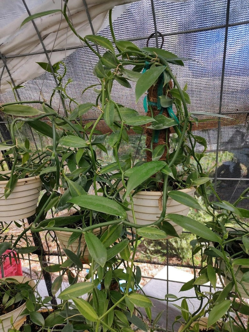Vanilla Cuttings (2) 12-15" Unrooted - Vanilla Planifolia - Perfect for Gardening or Propagation
