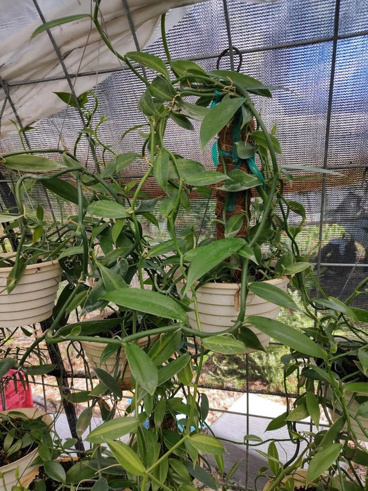 Vanilla Cuttings (2) 12-15" Unrooted - Vanilla Planifolia - Perfect for Gardening or Propagation