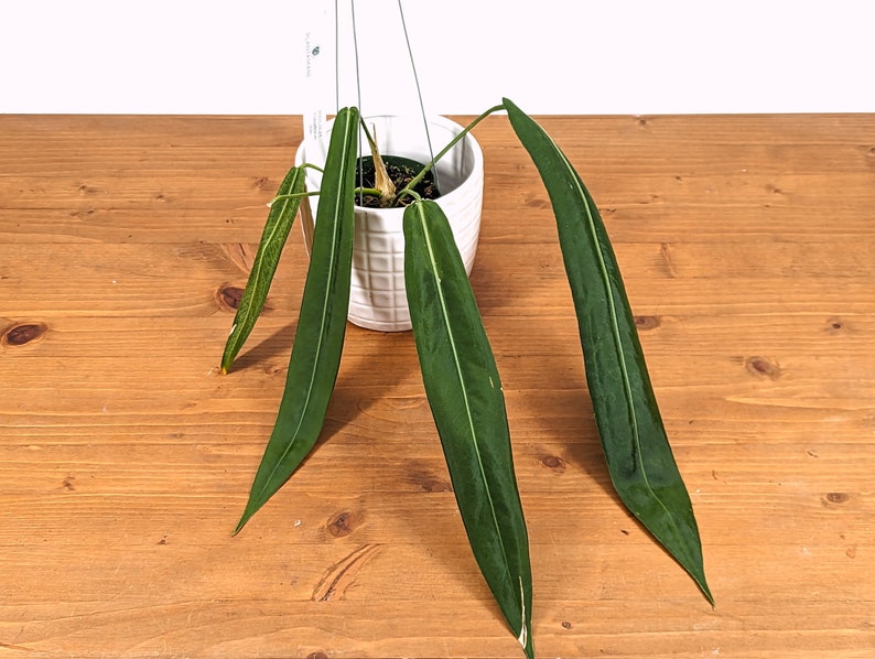 Anthurium Pallidiflorum Live House Plant - 4 Inch Pot with Strap Leaves - Tropical Indoor Plant - A. pallidiflorum