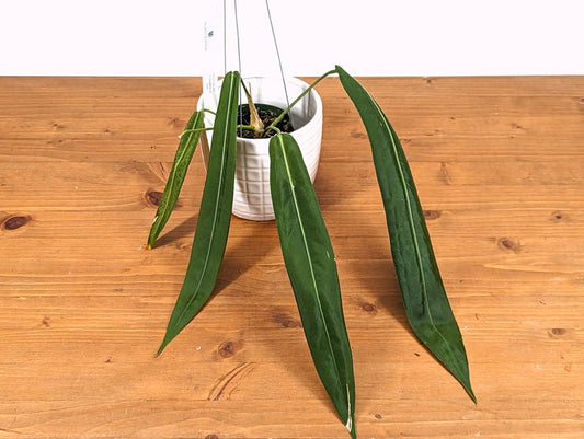 Anthurium Pallidiflorum Live House Plant - 4 Inch Pot with Strap Leaves - Tropical Indoor Plant - A. pallidiflorum