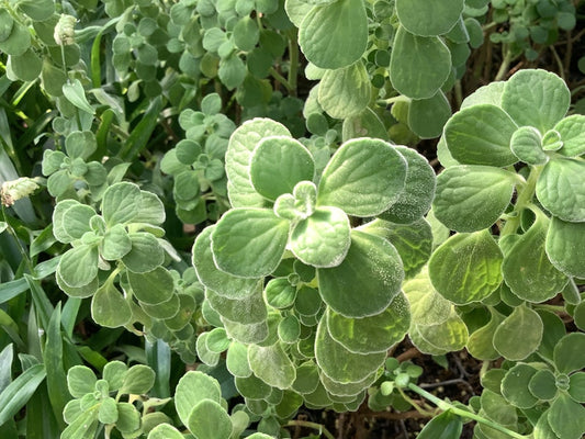 Vicks Vapor Rub Plant, 2.5" Pot, Plectranthus purpuratus, Aromatic Perennial, Mint Family, Easy Care, Mosquito Repellent
