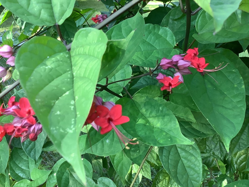 Pink Bleeding Heart Vine Plant, 2.5” Pot, Cleodendrum thomsoniae, Perennial Climbing Vine for Garden Decor
