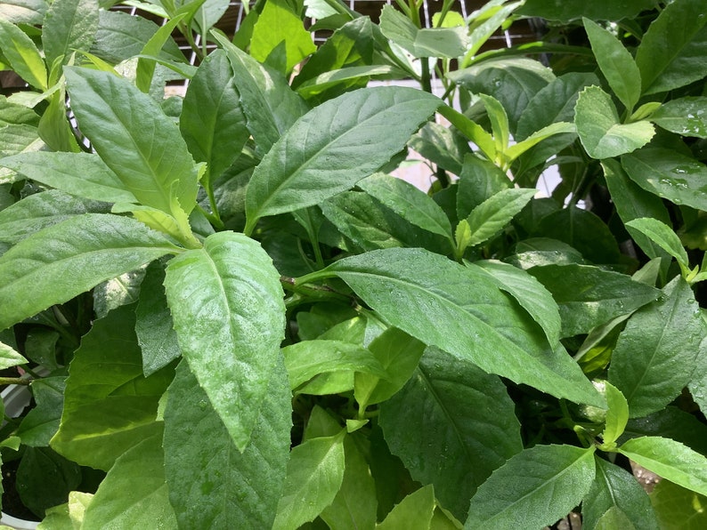 Longevity Spinach Plant in 2.5" Pot, Gynura procumbens, Edible Perennial for Health Benefits, Free Shipping on $35+ Orders